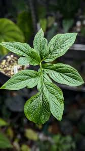 Image result for Cercestis congensis