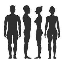Download this premium photo about illustration of internal organs is on the woman's body against the gray, and discover more than 9 million professional stock photos on freepik Human Body Images Free Vectors Stock Photos Psd