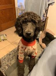 Pet doctor has been very reliable with kind and compassionate vets! Pet Doctor Az 1st Glenn 2661 N 1st Avenue Tucson Az Veterinarians Mapquest