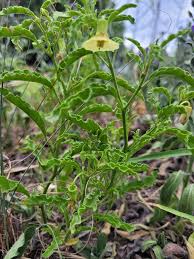Image result for Physalis viscosa