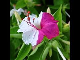 Image result for Macrotyloma daltonii