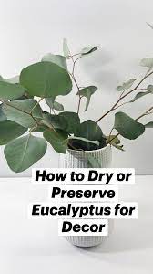 How To Dry Or Preserve Eucalyptus For Decor An Immersive Guide By The Spruce