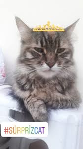 Kralicem Kedi Fotograf