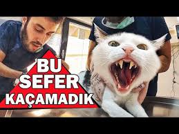 Kedi Nazmi Sahura Kalkmakta Zorlaniyor Youtube