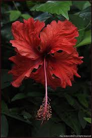 Bird Of Paradise Meaning In Marathi Red Hibiscus Flower Costa Rica By Paul Bratescu Hibiscus Hibiscus Flowers Hibiscus Amazing Flowers