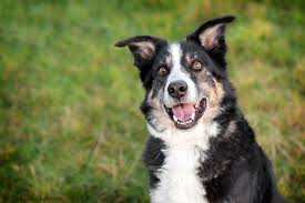 Bernasennen hund wilde hunde lustige haustiere hunde tiere hund hunderassen niedliche unser aiko bleibt immer in unseren herzen. Aiko Border Collie Mischling Im Tierheim Karlsruhe