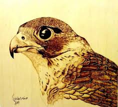 Pin By On Falcons Art رســـم صقـــور Nature Animals Art Animals