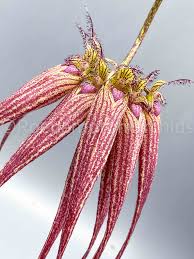 Image result for Bulbophyllum prorepens