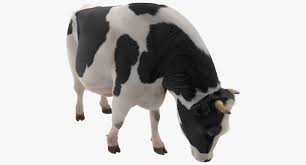 Dairy Cow Eating Pose 3d Model Dairy Cows Cow Animals
