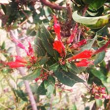 Image result for Pupalia grandiflora