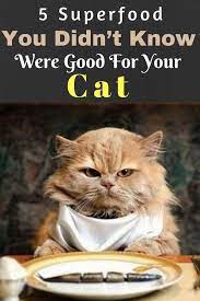 5 Good Cat Food You Didn T Know Were Good Good Cat Food For Indoor Cats Indoorcatscare Catfoodideas Best Cat Food Cat Nutrition Healthy Cat Food