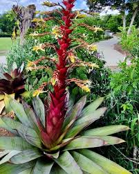 Image result for Alcantarea