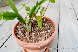 Image result for cactus cuttings