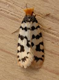 Worms hanging from trees can be very upsetting to homeowners. Bagworm Moth Wikipedia