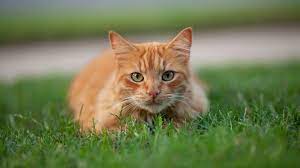 Cute Pets Hd Wallpapers For Desktop 1920 X 1080 Pets Animal Photography Dogs Cute Animals