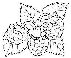 صورة توت للتلوين google search painting patterns coloring pages fabric painting