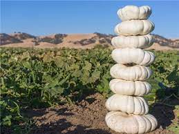 This is a must have for decorating! White Flat Boer Pumpkin Nana S Bloomers