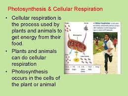 Animal cells conduct cellular respiration. Photosynthesis Respiration Understanding Photosynthesis Respiration Where Does Photosynthesis