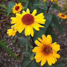 Heliopsis Helianthoides Sonnenauge Heliopsis Heliopsishelianthoides Bluten Blutenzauber Flowers Blossoms Garten Gardenlovers Garten Sonnenauge Natur