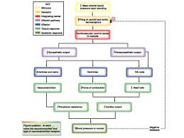 Blood Pressure Mechanism