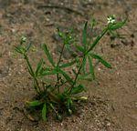 Image result for Hypertelis cerviana