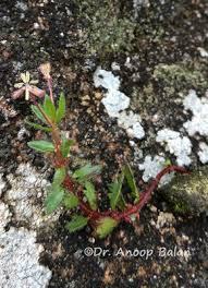 Image result for Laurembergia tetrandra