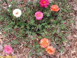 Passione per il tuo verde a castelfranco veneto: Portulaca Grandiflora Moss Rose Perslane Purslane Toptropicals Com