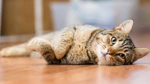 Oil of any kind can interfere with the absorption of nutrients in the gut. Dealing With Cat Constipation