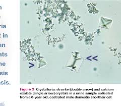 When cats have struvite plugs in their urethra (the tube that extends from the bladder to the outside of the body to discharge urine), they are typically comprised of larger stones and are often mixed with crystals. Figure 3 From Feline Calcium Oxalate Urolithiasis Semantic Scholar