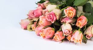 A boom in sales for the most traditional of flowers has seen tastes shift as gardeners fall for wilder varieties. Floral Department Northwest Pharmacy