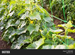 Scentsation honeysuckle (lonicera) live vine shrub with yellow flowers and red berries. Cucumber Yellow Image Photo Free Trial Bigstock