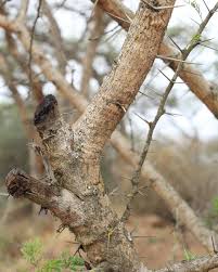 Image result for Acacia davyi