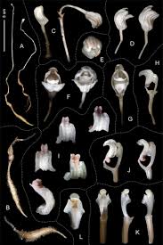 Image result for Didymoplexis