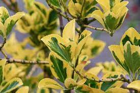 Check spelling or type a new query. Pruning Euonymus Shrub How To Prune Golden Euonymus