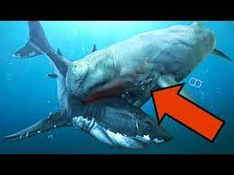 So the blue whale would win. Megalodon Vs Livyatan Who Would Win Youtube