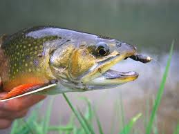 Top 10 Flies For Early Season Driftless Area Spring Creeks Orvis News Fly Fishing Flies Trout Fish Fly Fishing