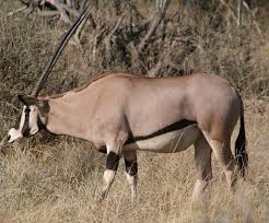Bilgikupu On Twitter African Wildlife Animals African Animals