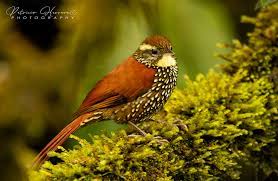 Patricio Herrera Nature Photography. - Pearled Treerunner - Subepalo Perlado (Margarornis squamiger) | Facebook