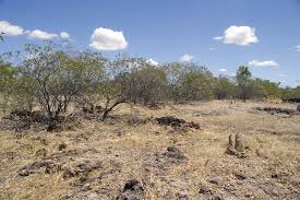 Image result for Meiosperma