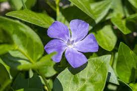 Vinca minor plants—also known as periwinkle flowers or creeping myrtles—are beautiful, purple flowering plants that can provide great ground cover for your yard with a minimal amount of. How To Propagate Vinca From Cuttings For Success Krostrade
