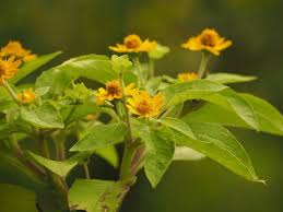 Image result for Aspilia africana