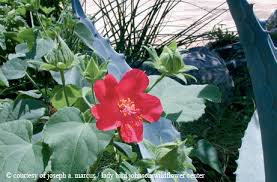 We did not find results for: Flora Fact Heartleaf Hibiscus Is A Colorful Treat January February 2014 Tpw Magazine