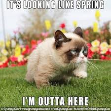 It Looks Like Spring I M Outta Here Grumpycat Spring Funny Grumpy Cat Memes Grumpy Cat Grumpy Cat Meme