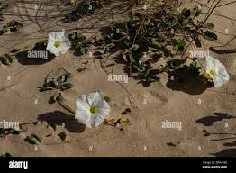 Image result for Ipomoea stolonifera