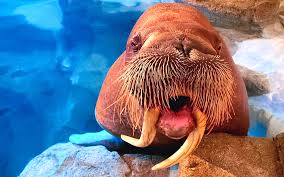 Image result for walrus