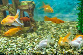 Like the other fish we've studied so far, it's small, and has a beautiful horizontal stripe through its body. Lots Of Beautiful Aquarium Fish For Home Stock Photo Picture And Royalty Free Image Image 97048090