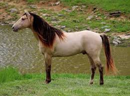 Rocky Mountain Horse Association Online Database