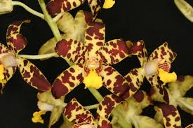 Image result for Ansellia africana