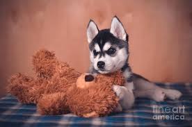 White huskies are known for their blue eyes, friendly personalities, dedication to their owners, and quick wit. Husky Puppy Teddy Bear Online Discount Shop For Electronics Apparel Toys Books Games Computers Shoes Jewelry Watches Baby Products Sports Outdoors Office Products Bed Bath Furniture Tools Hardware Automotive