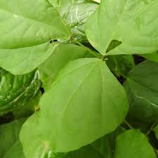 Image result for Psophocarpus scandens